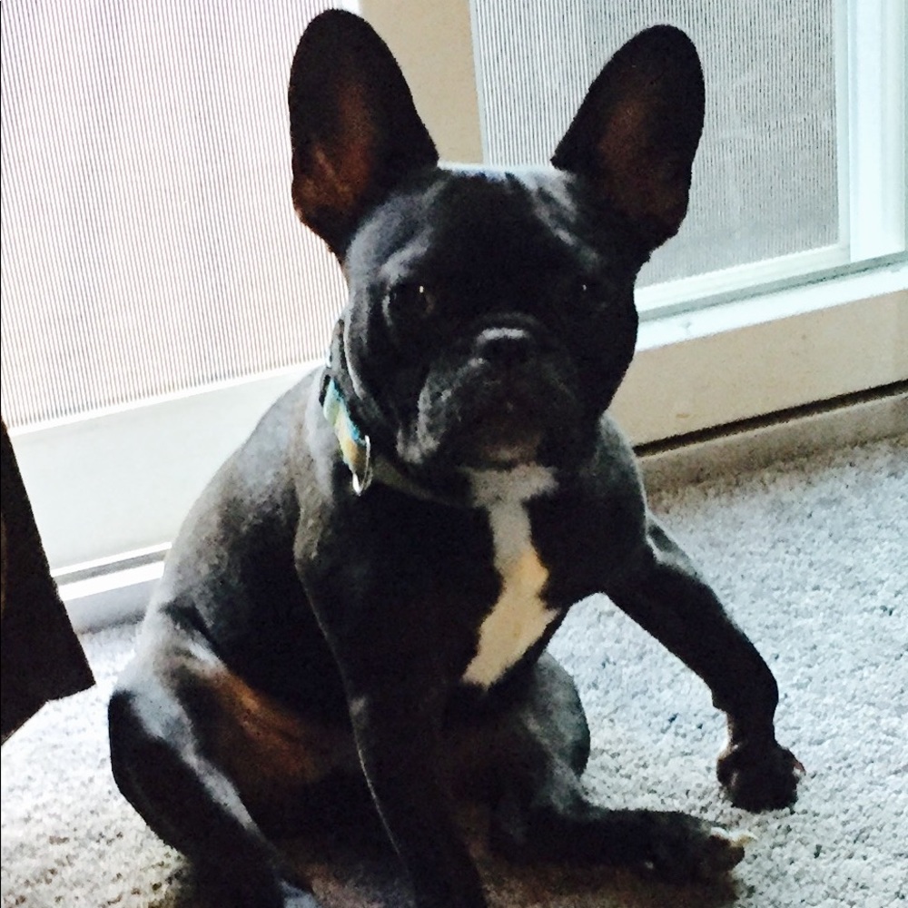 Meet your Posher Raffydogs - Picture 4 of 7